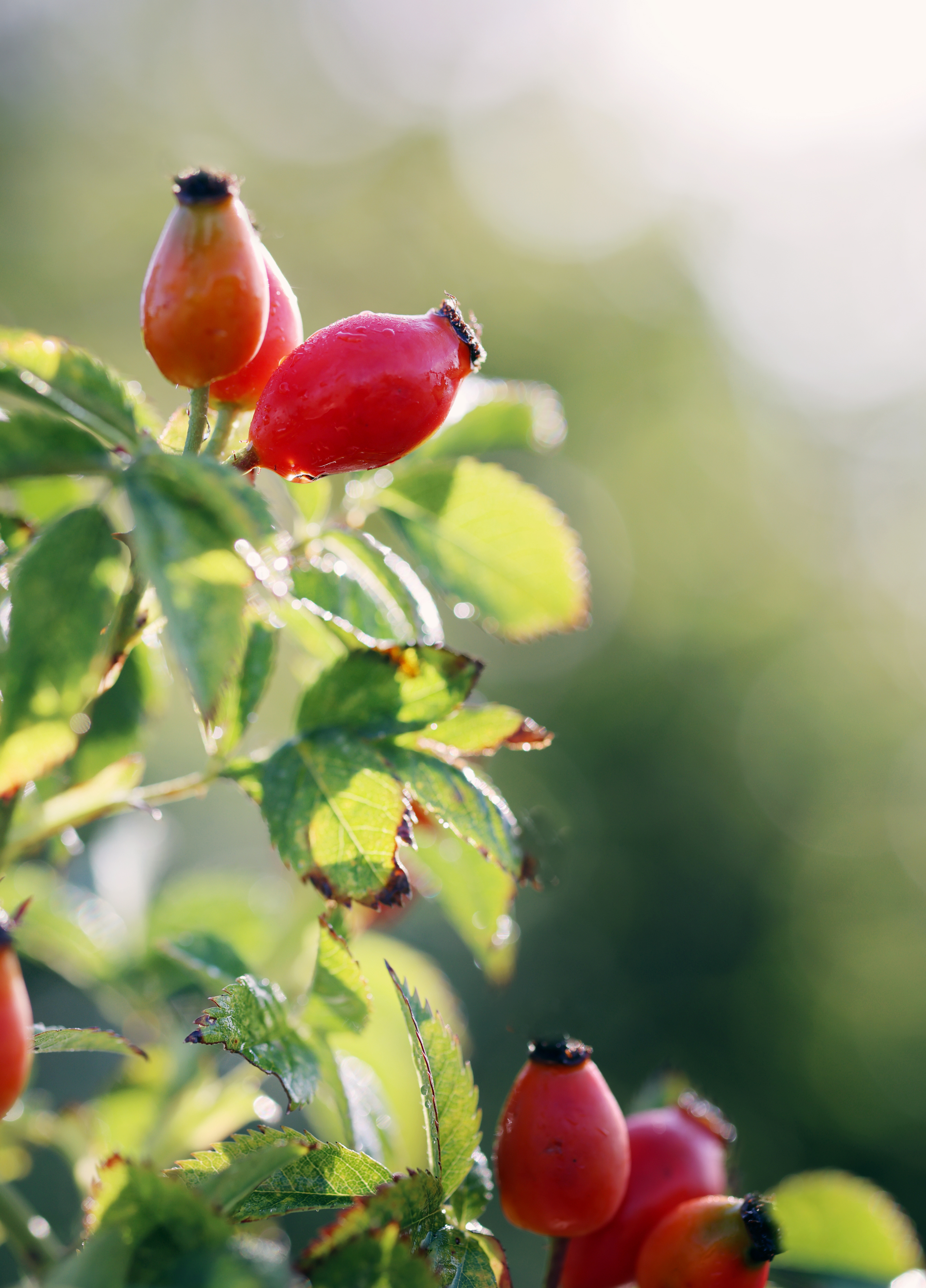 Close-up of ripe AP-4® rosehips with morning dew on the branch, with soft green bokeh behind