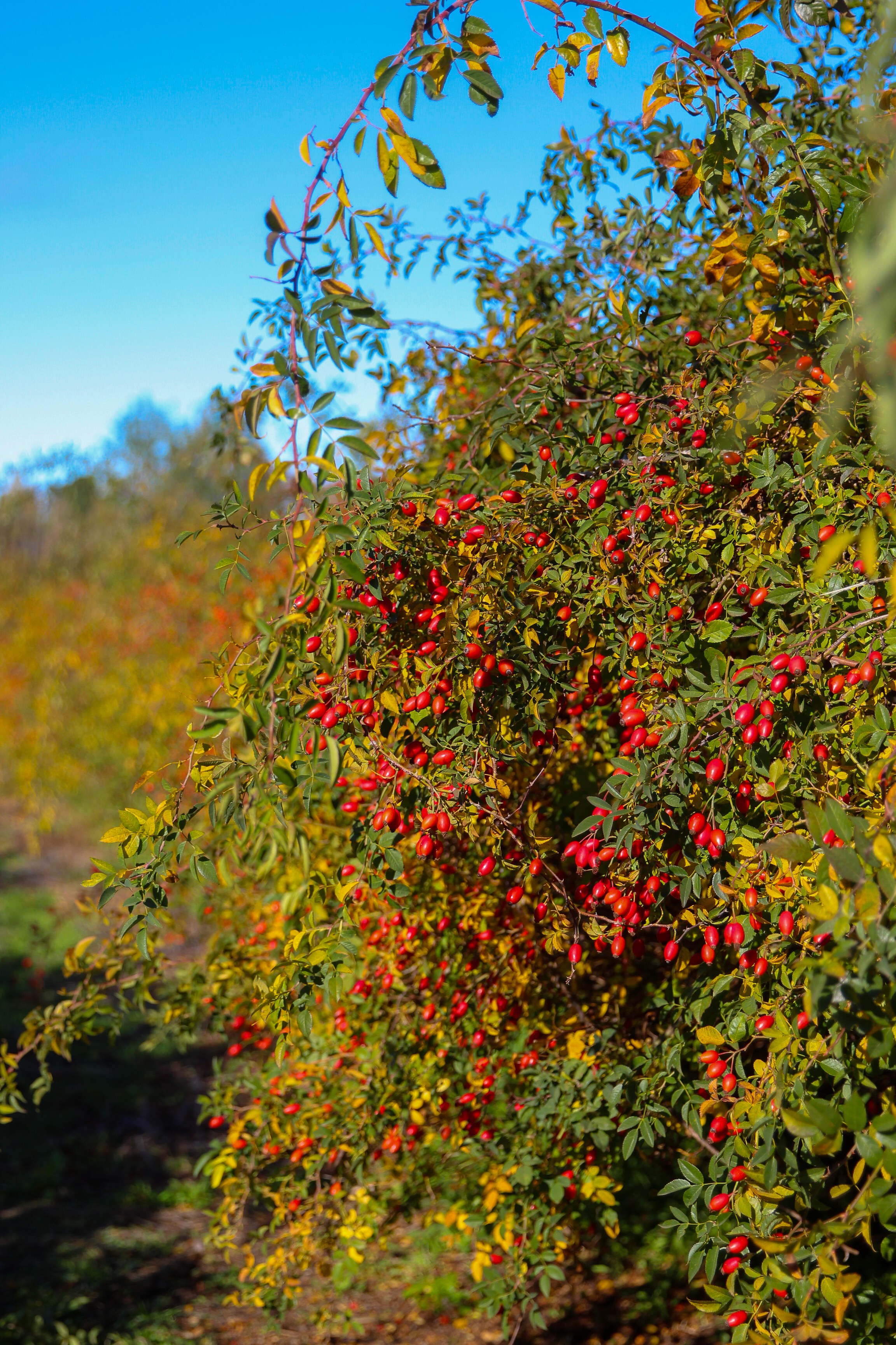 Sunlit row of AP-4® rosehip plants under a clear blue sky in Southern Chile