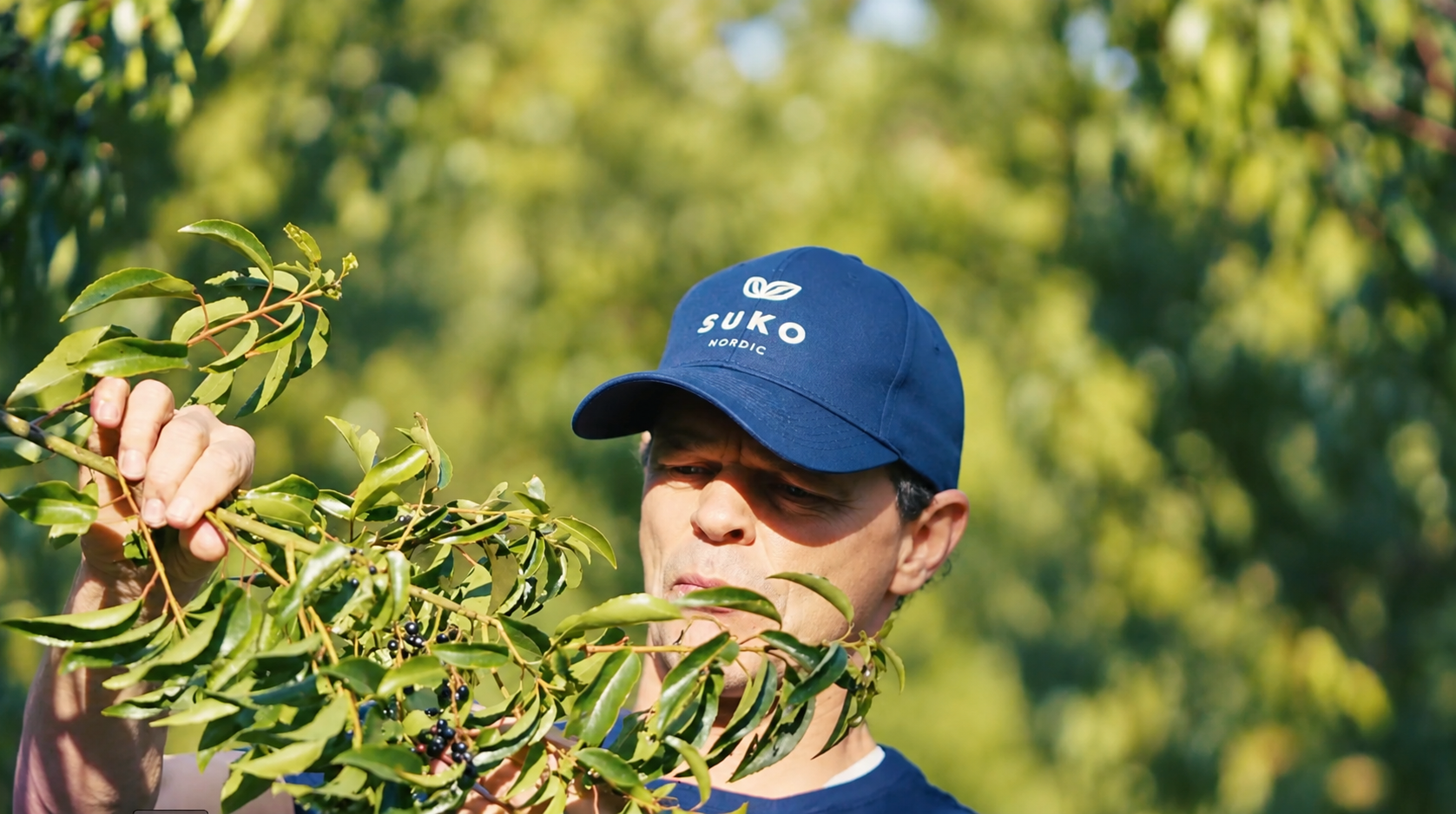 Peter, Director, examining a branch of ripe maqui berries
