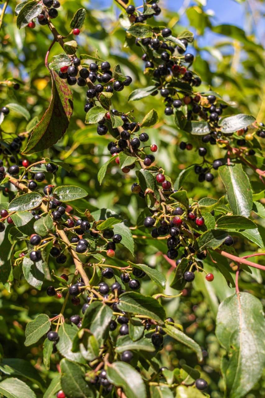 Small maqui berries growing in dense natural clusters on the branch