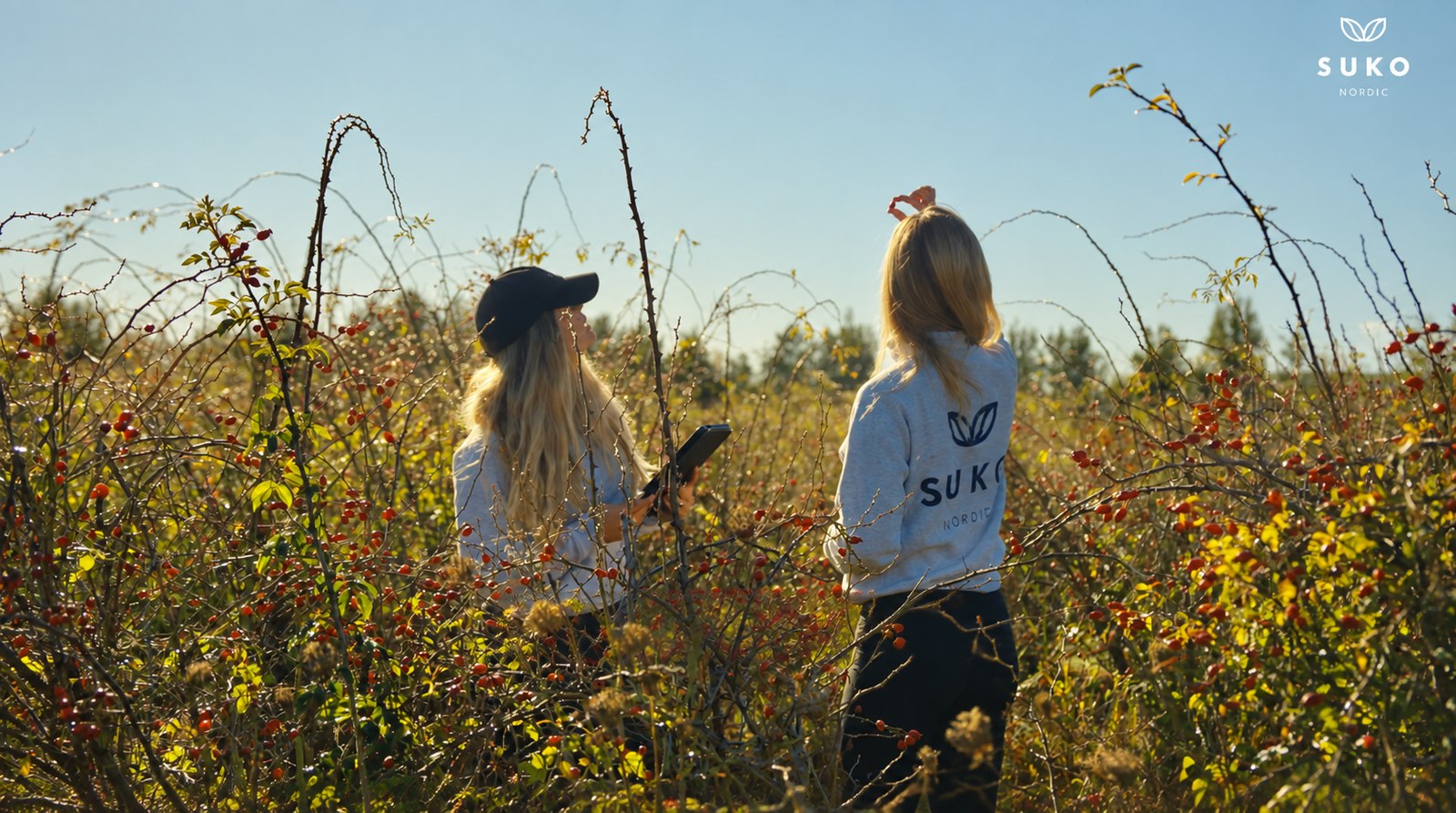 Two SUKO Nordic team members standing in the rosehip field, inspecting the ripe fruit with a tablet